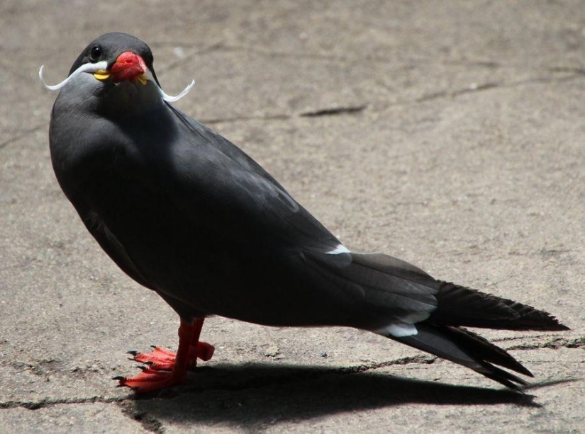 Inca tern - un pájaro con bigote Inca tern - un pájaro con bigote