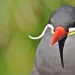 Inca tern - un pájaro con bigote