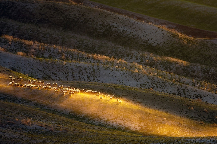 Increíble caza de ovejas en la Toscana Increíble caza de ovejas en la Toscana