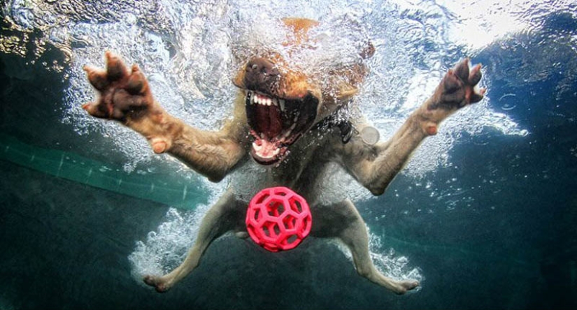 Increíble positivo: los perros atrapan una pelota bajo el agua