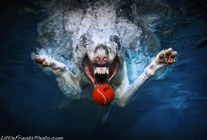 Increíble positivo: los perros atrapan una pelota bajo el agua