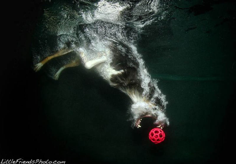 Increíble positivo: los perros atrapan una pelota bajo el agua