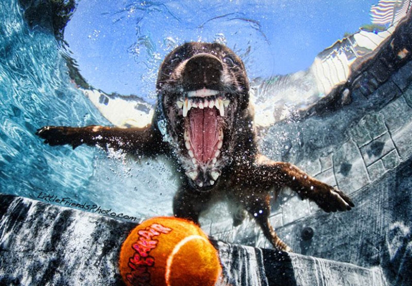 Increíble positivo: los perros atrapan una pelota bajo el agua