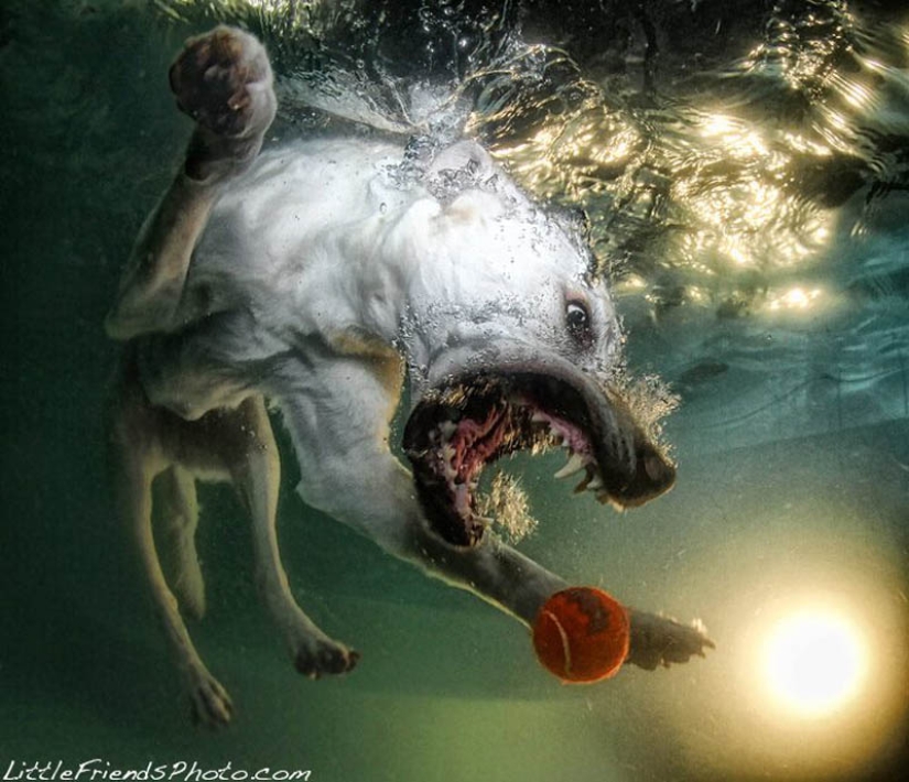 Increíble positivo: los perros atrapan una pelota bajo el agua