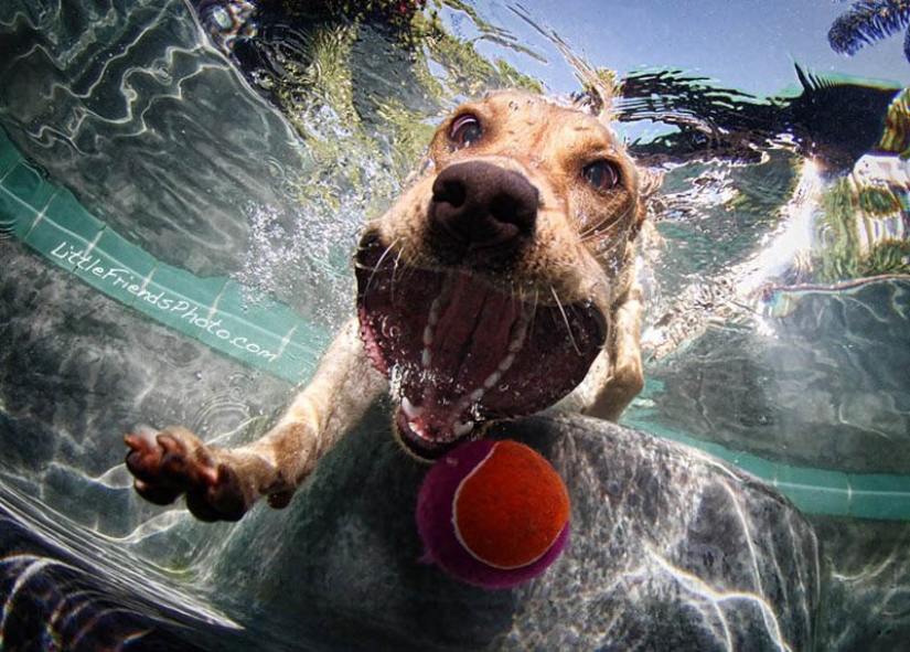 Increíble positivo: los perros atrapan una pelota bajo el agua