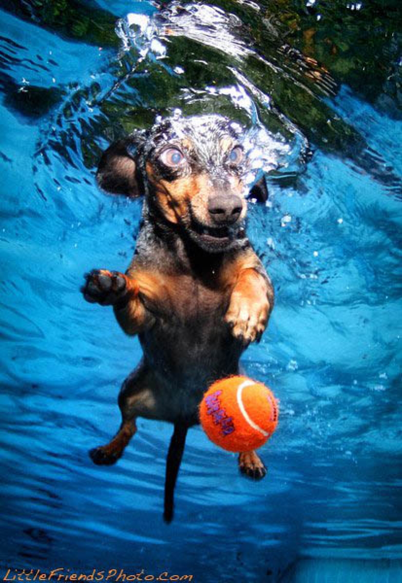 Increíble positivo: los perros atrapan una pelota bajo el agua