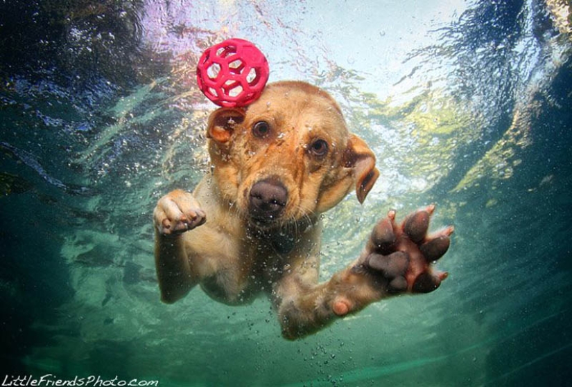 Increíble positivo: los perros atrapan una pelota bajo el agua