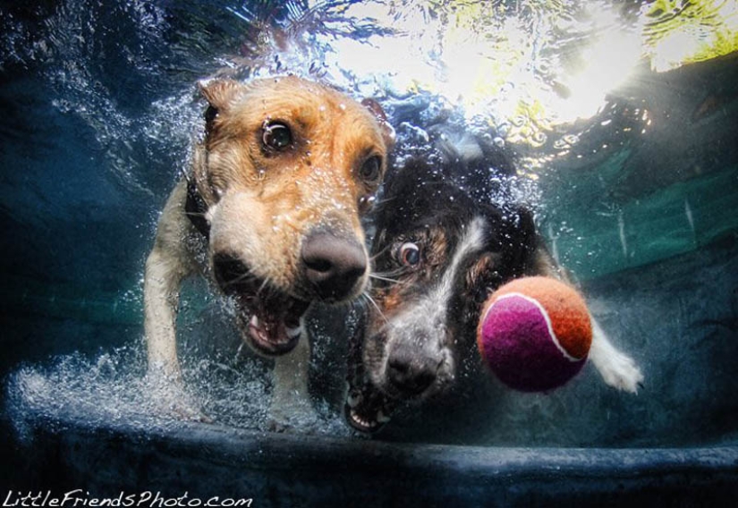 Increíble positivo: los perros atrapan una pelota bajo el agua