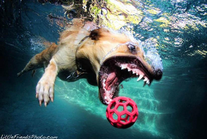 Increíble positivo: los perros atrapan una pelota bajo el agua