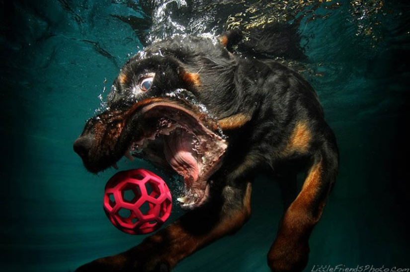 Increíble positivo: los perros atrapan una pelota bajo el agua