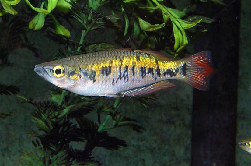 Increíbles criaturas de Madagascar Increíbles criaturas de Madagascar