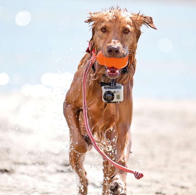 Increíbles fotos tomadas por animales.