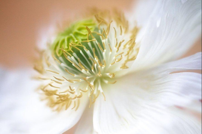 Incredibly delicate work by photographer Mandy Disher Incredibly delicate work by photographer Mandy Disher