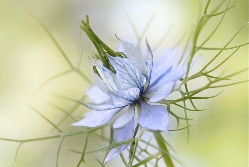 Incredibly delicate work by photographer Mandy Disher Incredibly delicate work by photographer Mandy Disher