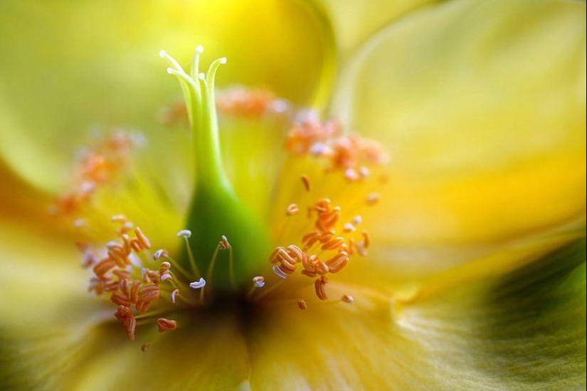 Incredibly delicate work by photographer Mandy Disher Incredibly delicate work by photographer Mandy Disher