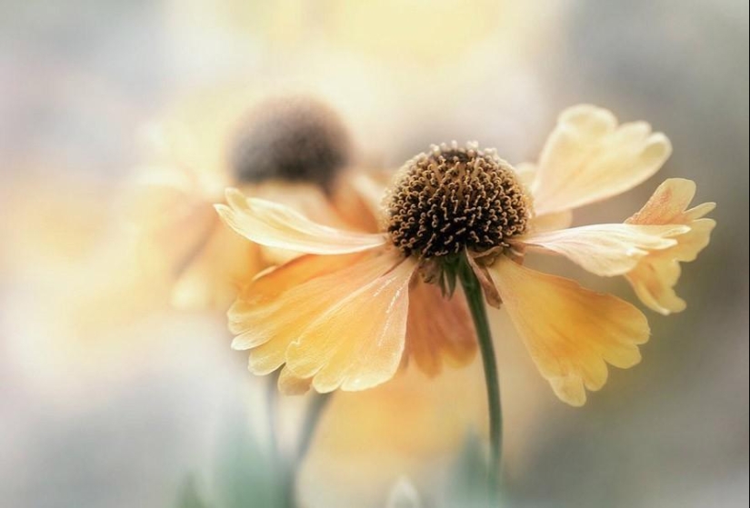 Incredibly delicate work by photographer Mandy Disher Incredibly delicate work by photographer Mandy Disher