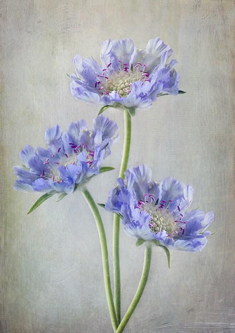 Incredibly delicate work by photographer Mandy Disher Incredibly delicate work by photographer Mandy Disher
