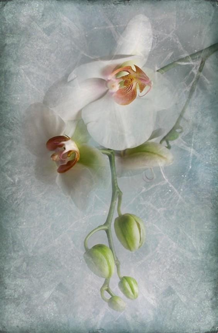 Incredibly delicate work by photographer Mandy Disher Incredibly delicate work by photographer Mandy Disher