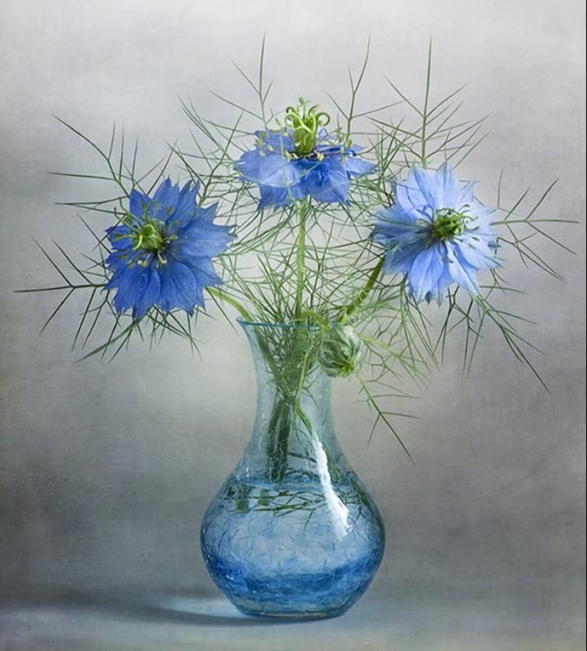Incredibly delicate work by photographer Mandy Disher Incredibly delicate work by photographer Mandy Disher