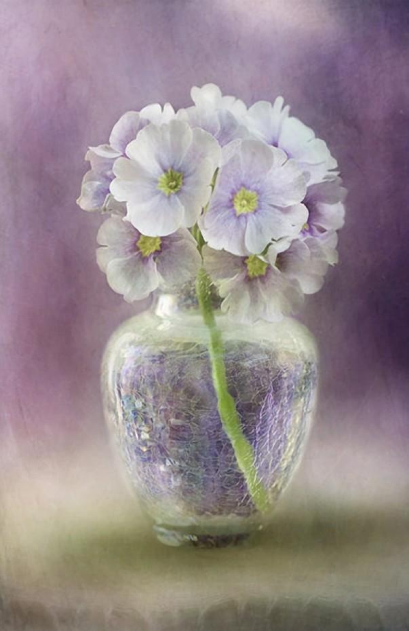 Incredibly delicate work by photographer Mandy Disher Incredibly delicate work by photographer Mandy Disher