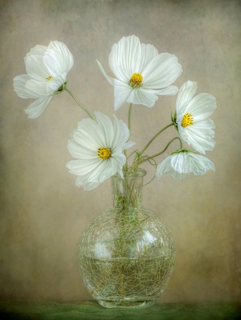 Incredibly delicate work by photographer Mandy Disher Incredibly delicate work by photographer Mandy Disher