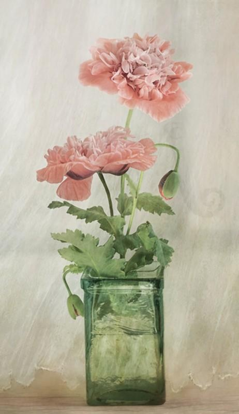 Incredibly delicate work by photographer Mandy Disher Incredibly delicate work by photographer Mandy Disher