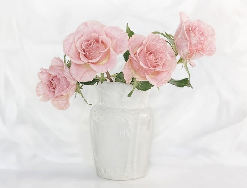 Incredibly delicate work by photographer Mandy Disher Incredibly delicate work by photographer Mandy Disher