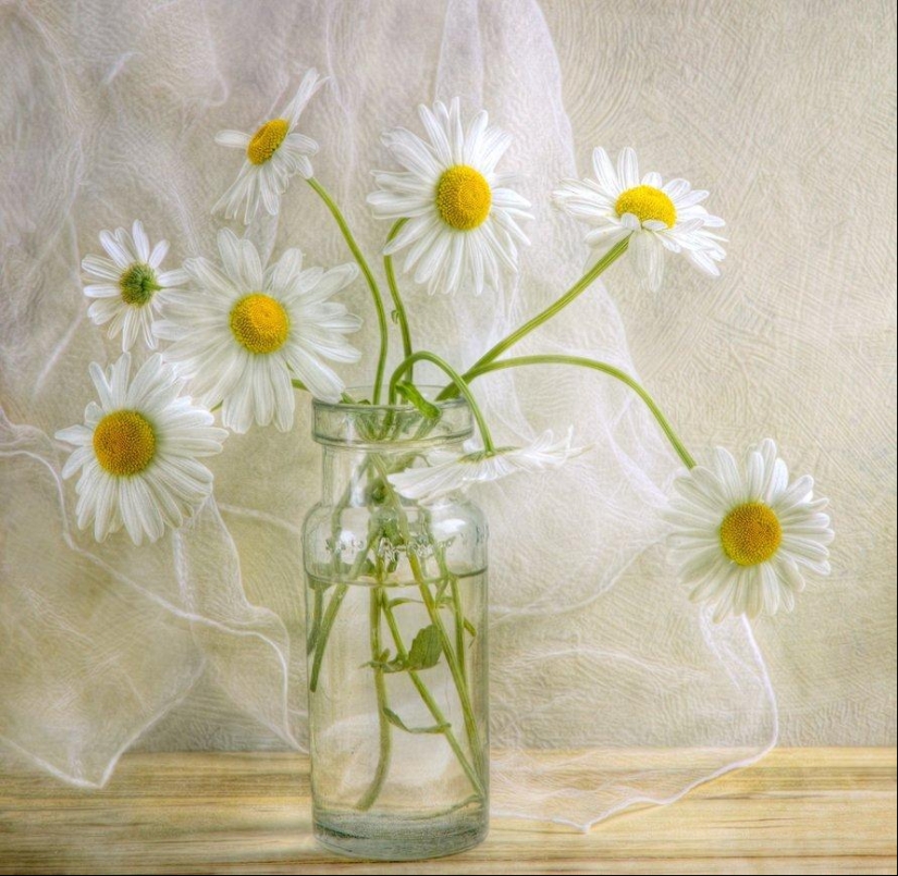 Incredibly delicate work by photographer Mandy Disher Incredibly delicate work by photographer Mandy Disher