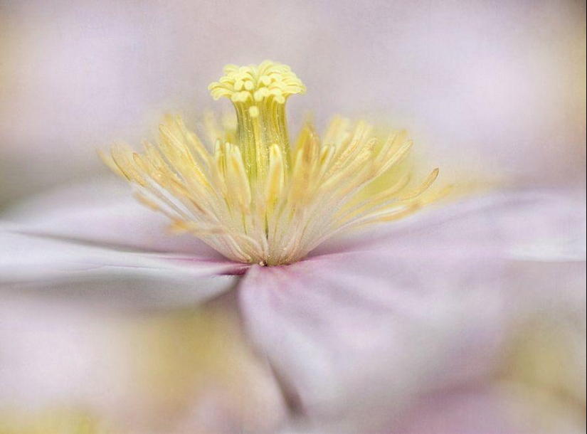 Incredibly delicate work by photographer Mandy Disher Incredibly delicate work by photographer Mandy Disher