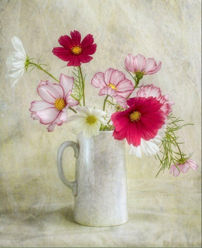 Incredibly delicate work by photographer Mandy Disher Incredibly delicate work by photographer Mandy Disher