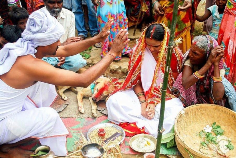 Indian girl marries dog to break curse