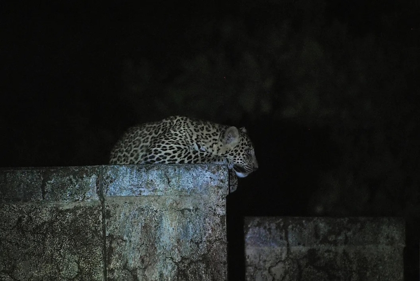India's Leopard God, Waghoba, Aids Wildlife Conservation In The Country