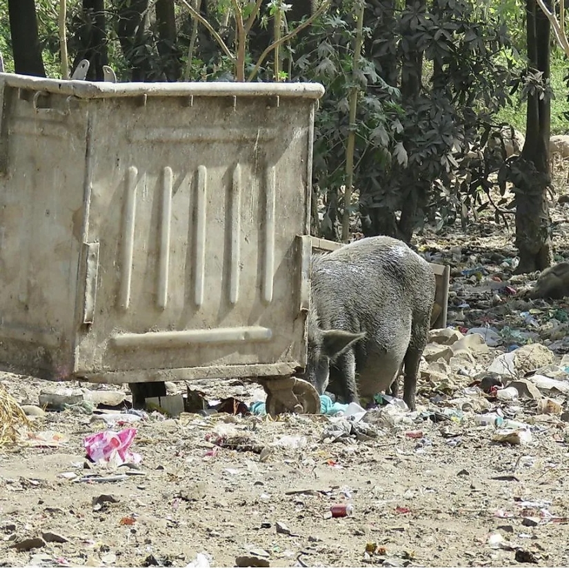 India's Leopard God, Waghoba, Aids Wildlife Conservation In The Country