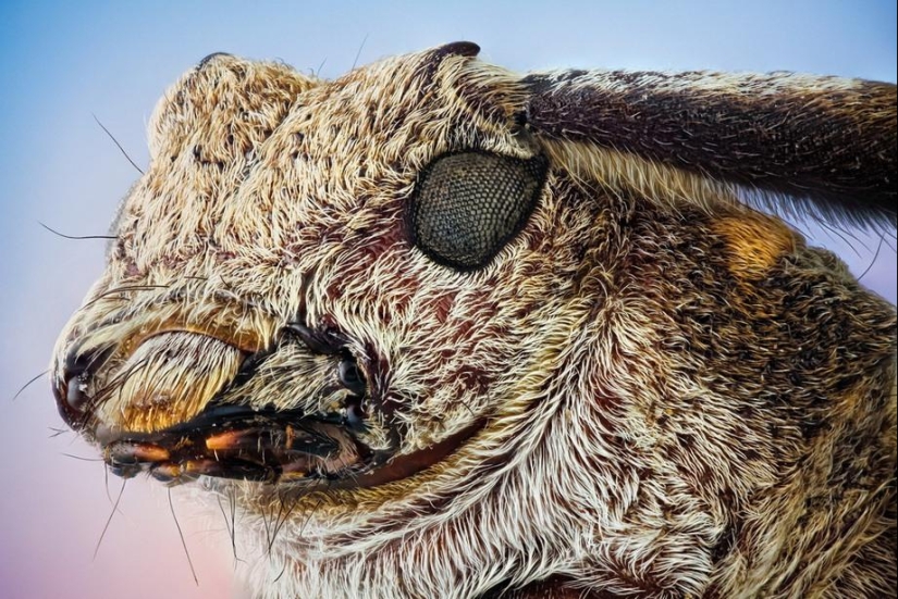 Insect portraits