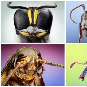 Insect portraits Insect portraits