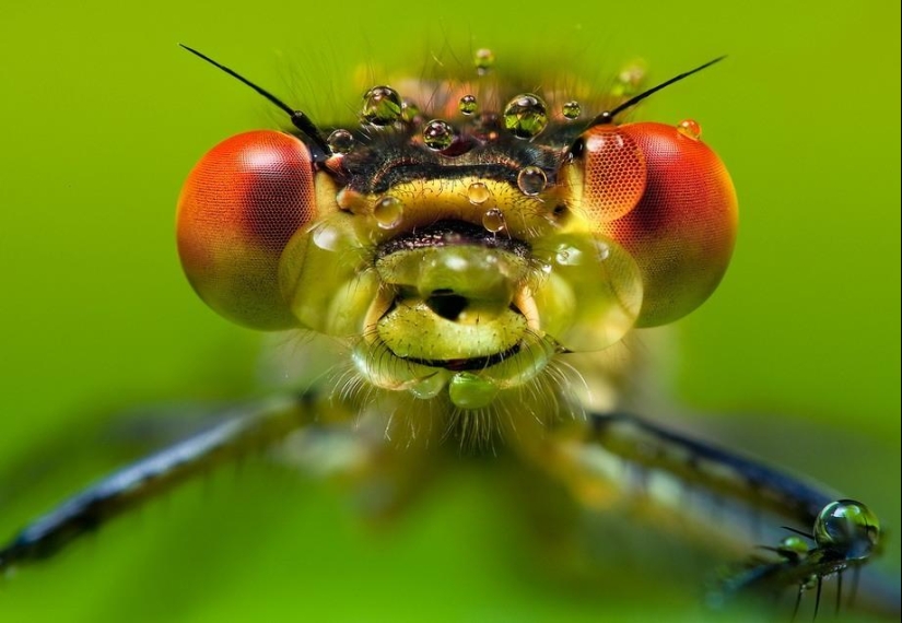 Insect portraits