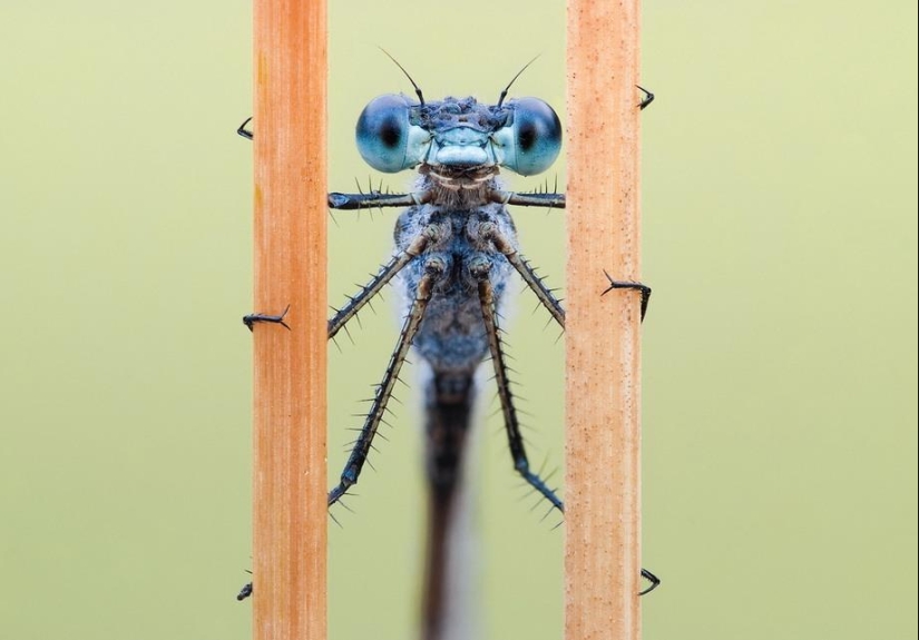 Insect portraits