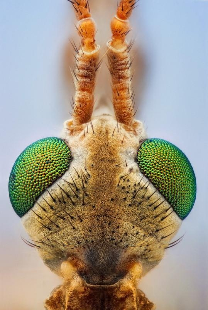 Insect portraits