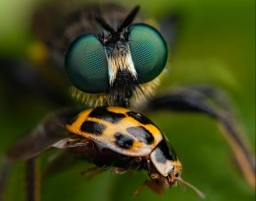 Insect portraits