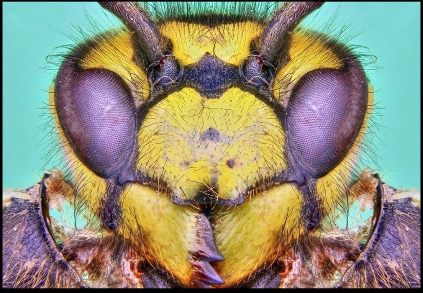 Insectos gigantes de Francis Pryor Insectos gigantes de Francis Pryor