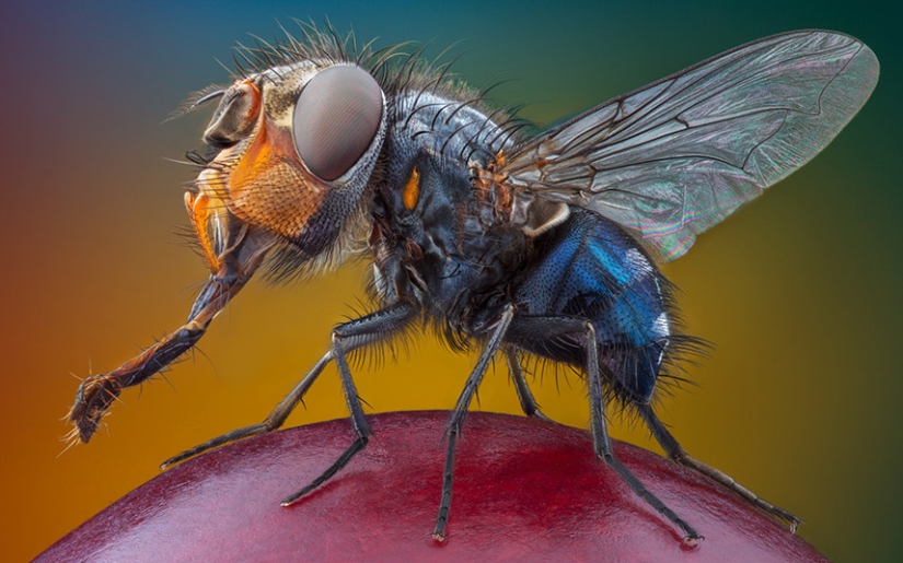 Insects close-up
