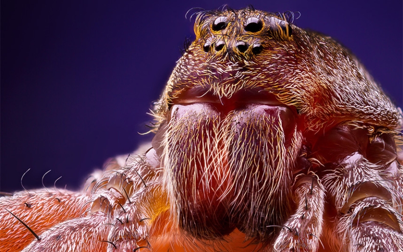 Insects close-up