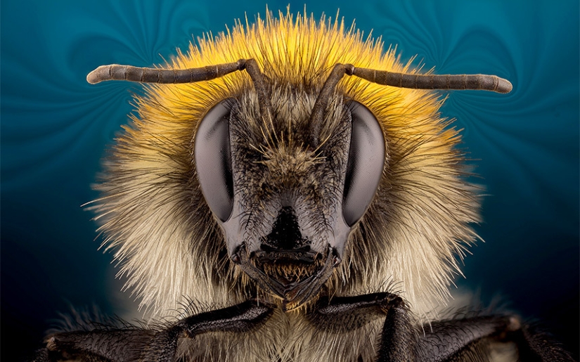 Insects close-up