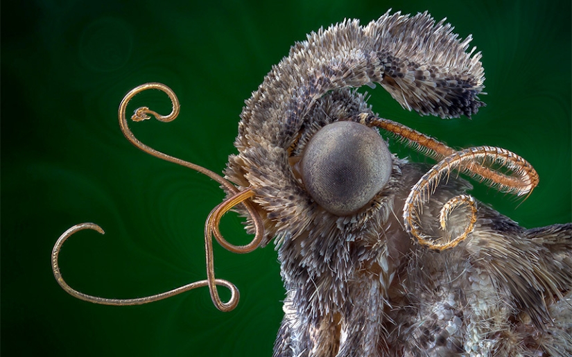 Insects close-up