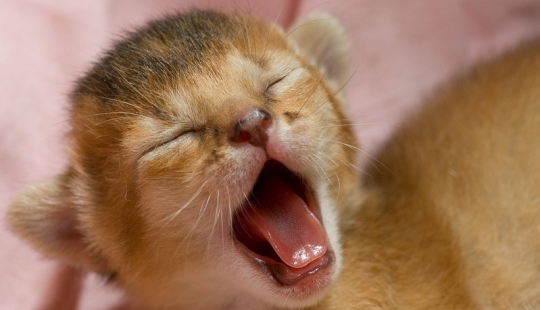 Intenta ver esta publicación y nunca bostezar.