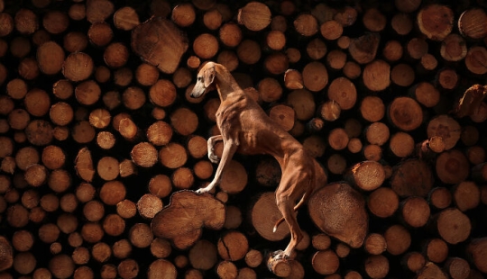 International Pet Photographer Of The Year Awards: 15 Best Images Of 2023