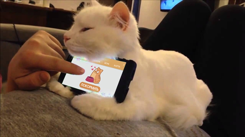 Internet de los gatos: ahora puedes controlar a tu mascota desde tu smartphone Internet de los gatos: ahora puedes controlar a tu mascota desde tu smartphone