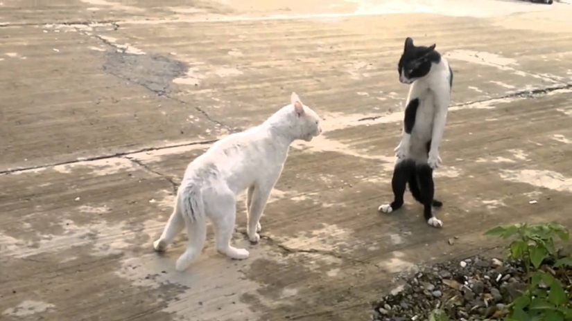 Internet de los gatos: ahora puedes controlar a tu mascota desde tu smartphone Internet de los gatos: ahora puedes controlar a tu mascota desde tu smartphone