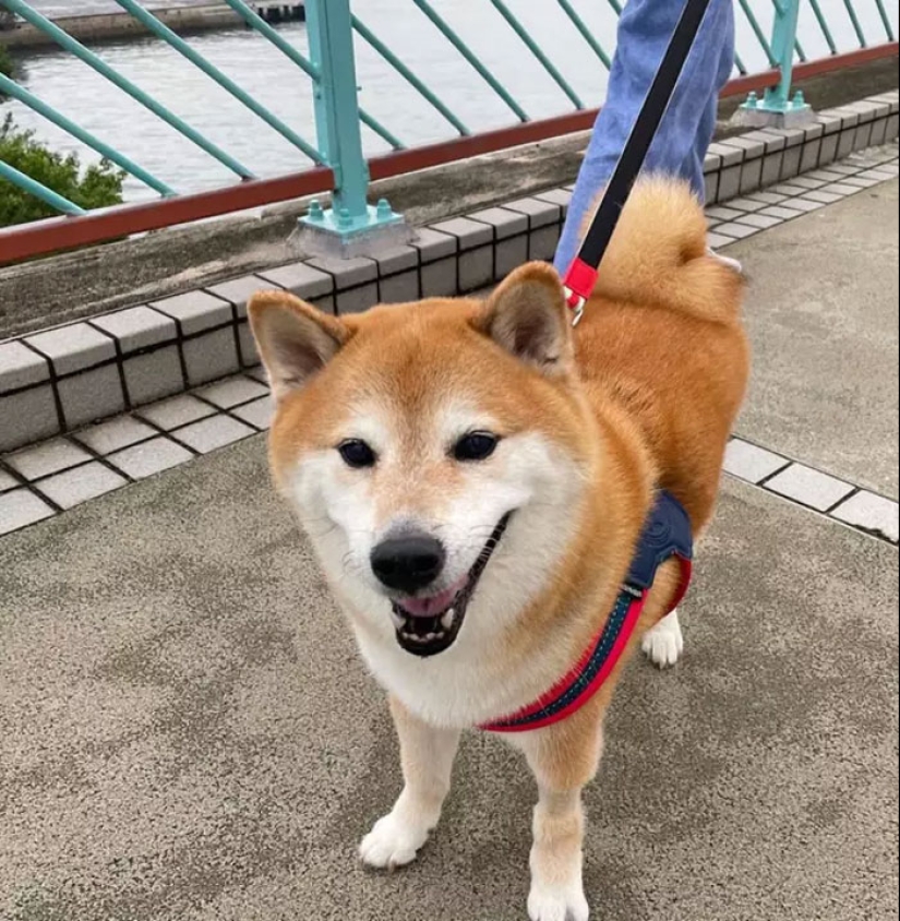 Internet está devastado después de que la estrella del meme 'Doge', Cheems, fallezca después de someterse a una cirugía