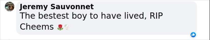 Internet está devastado después de que la estrella del meme 'Doge', Cheems, fallezca después de someterse a una cirugía